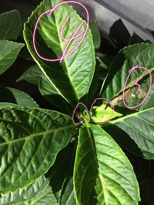 第二步：调整浇水