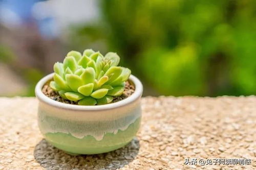 吉祥如意植物如何挑选？养护秘诀是什么