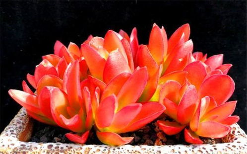 茶花女，红色中的璀璨明珠