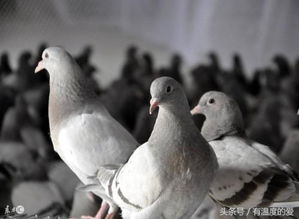 肉鸽冬春养殖，需关注温度、湿度、饲料调整等关键因素