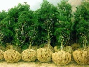 环保价值，净化空气