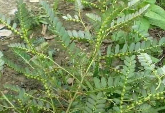 树根抢夺养分怎么办？我有妙招！