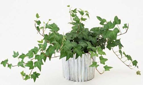 “请问哪种植物象征着友谊长存，代表着永恒的友谊呢