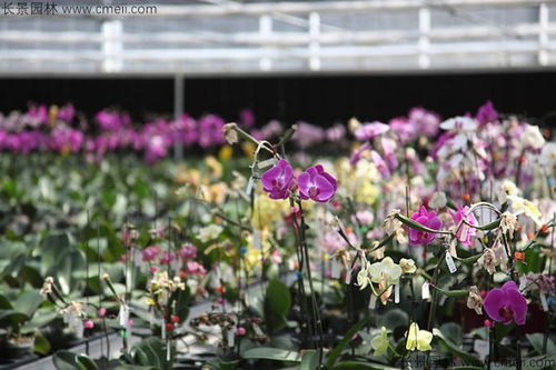 夏季购买要谨慎，新手慎入