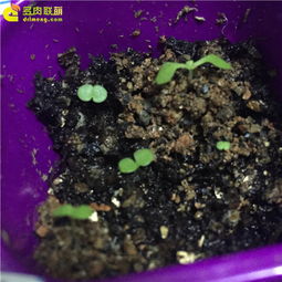 新手如何45天内提速发芽？