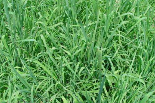 “提摩西草农村别名揭秘，高清美图鉴赏”