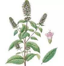 市面上哪种农药效果Zui佳？