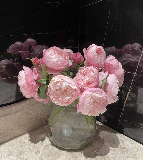 品种介绍：羽毛月季的神秘魅力