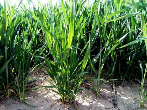 小麦种植适合哪种土壤类型？