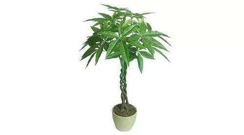 佩戴吉祥物：转运旺财， 好运连连