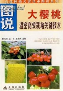 掌握樱桃种植技巧，高效管理与技术要点全攻略