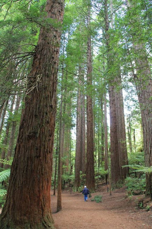 松树的种类大揭秘