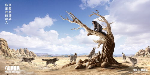 狼榆树种子抢收：阴雨天的应对策略