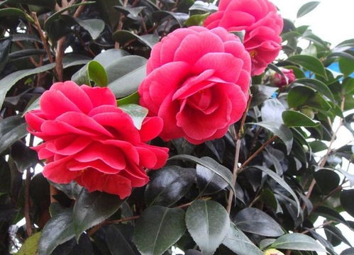 南方湿润区与北方干燥区的土壤配方