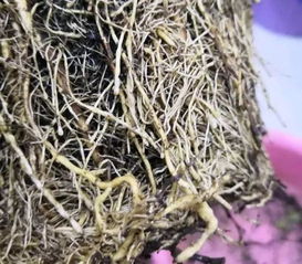 防治松针病的办法