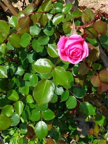 叶子发粘，是虫子还是水不好？