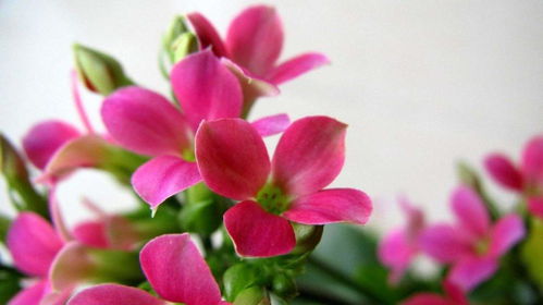 选对苗子，是关键