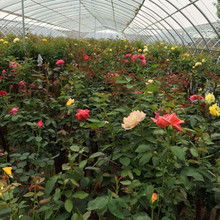 规格全解析：2.5公分高杆树状月季