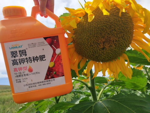 蝴蝶兰开花时间是几点？教你如何精准把握花期