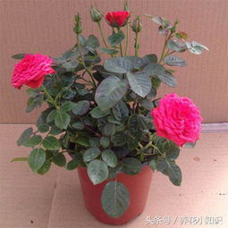 菊花和月季花在冬季浇花时需忒别注意