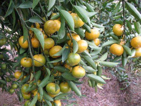 四、病虫害的侵袭