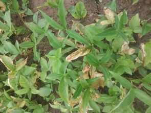 防治叶斑病：早发现早治疗