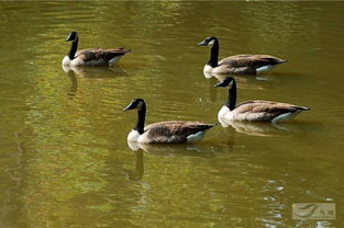 农药对鸭鹅的影响