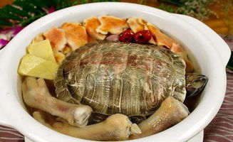 多肉冬美人冬季养殖需要注意哪些技巧