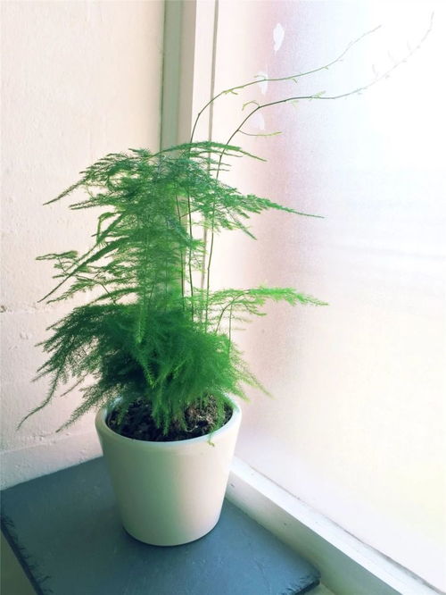 文竹和云松是同一种植物吗？