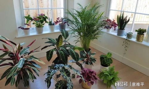 分株法：简单又实用