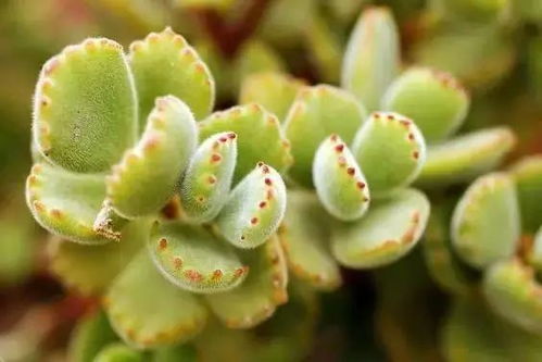 熊童子掉叶子是什么原因？如何正确种植和养护熊童子以避免叶子脱落