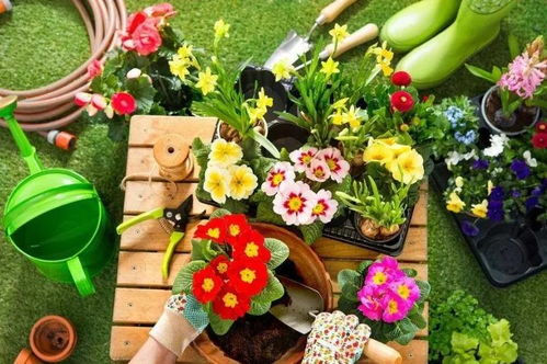 美化环境， 吸引蝴蝶