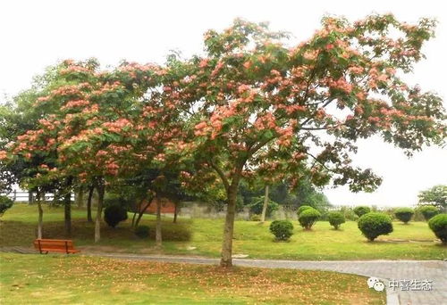 球形树冠的落叶阔叶树