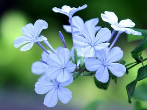 郁金香：爱的告白