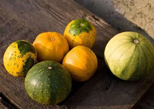 丰收瓜的食用与保存