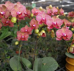 救治生病蝴蝶兰， 掌握要点