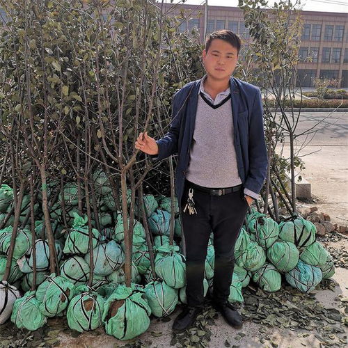 苹果树苗新品种有哪些？果农推荐的这几个品种