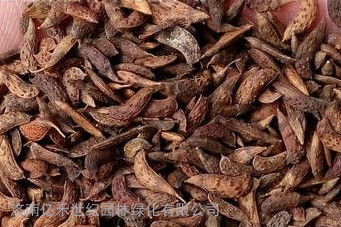 紫穗槐种植需要注意哪些技术细节？如何提高紫穗槐的养殖成活率和产量