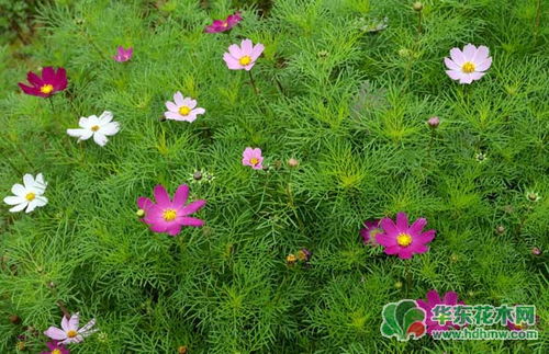波斯菊播种方法有哪些？种植波斯菊需要注意哪些事项