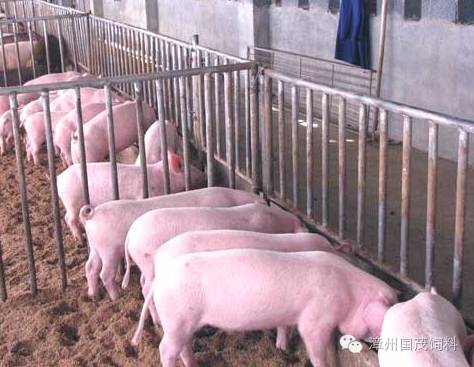 科学调养，强弱仔猪均衡成长