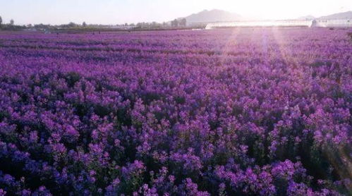 选择冬季观果植物， 延续景观活力