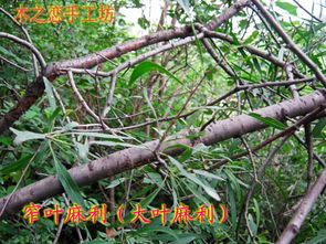 想看野生麻梨疙瘩树高清图片？这里有你想要的