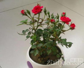 盆花月季换盆：根球与土壤的处理之道