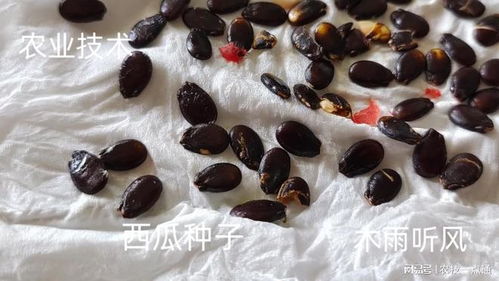 西瓜籽埋土里如何发芽长成西瓜