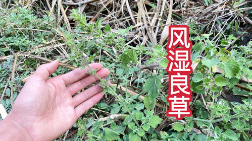 前茬作物与除草剂的间隔