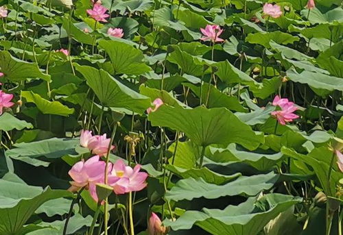 合理施肥，让荷花梗加繁茂