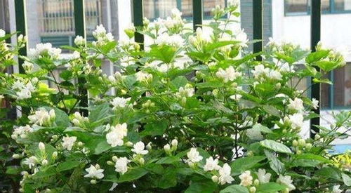 土壤要选对，浇水要适量