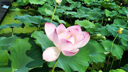 汗莲花冬天黄叶，是缺水还是低温