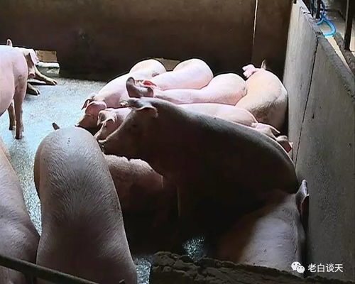 难道真的要舍弃这些公猪，否则放弃它们岂不是太可惜了吗？