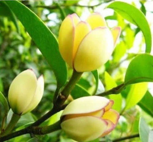 盆栽含笑树价格亲民